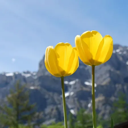 Haus Cristal 39 By Interhome 아파트 *